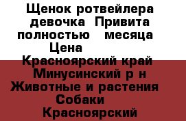 Щенок ротвейлера,девочка. Привита полностью,3 месяца › Цена ­ 7 000 - Красноярский край, Минусинский р-н Животные и растения » Собаки   . Красноярский край